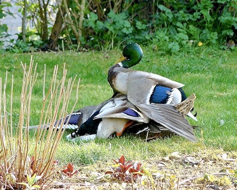 mallard family